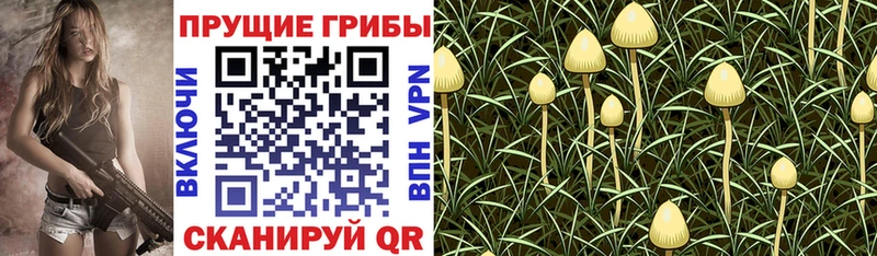 где найти наркотики  Княгинино  KRAKEN сайт  Псилоцибиновые грибы мухоморы 